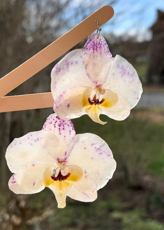 Orchidée-Royale – Image 2