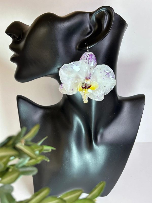 Orchidée-Royale – Image 3