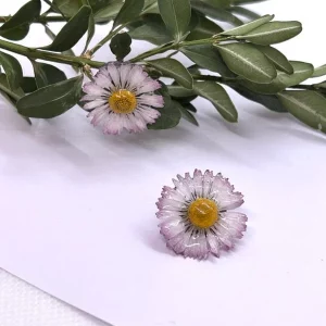Pâquerettes