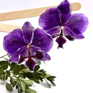 Divine Orchidée