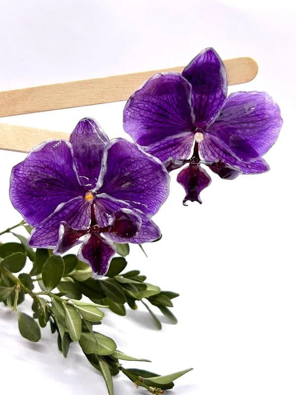 Divine Orchidée